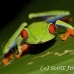 frog_tree_redeyed_tar_h_0619_cos0949.jpg